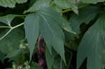 Cutleaf coneflower